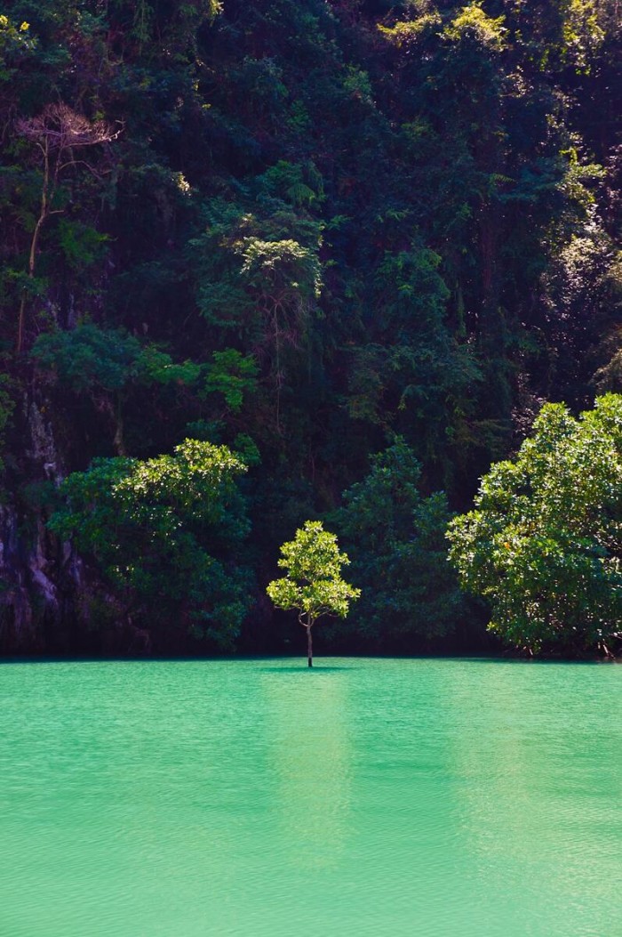 Lake Tree.jpg