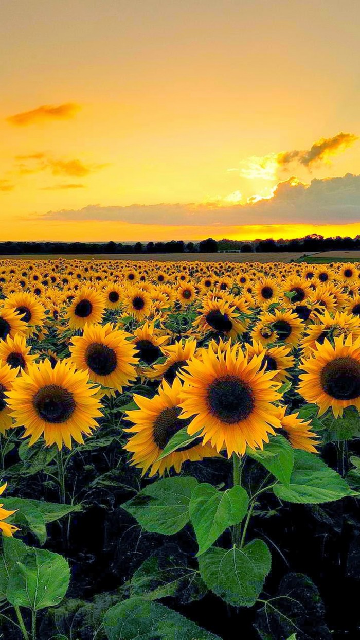 Sunflowers.jpg