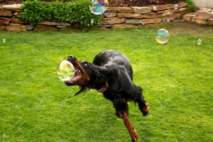 dogs love bubbles.jpg