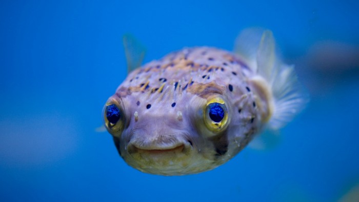 happy puffer fish.jpg
