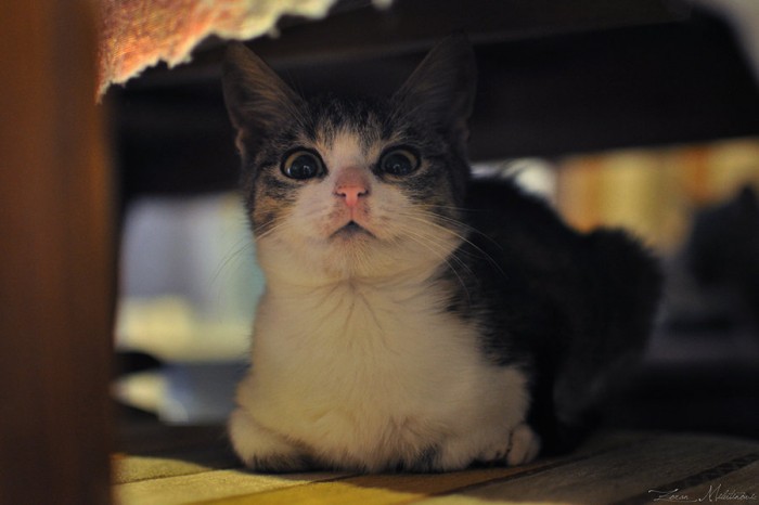 under bed kitty.jpeg