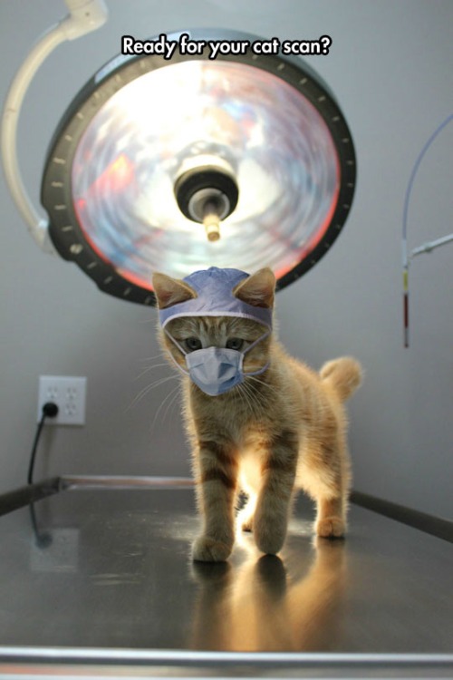 Doctor Kitty.jpg