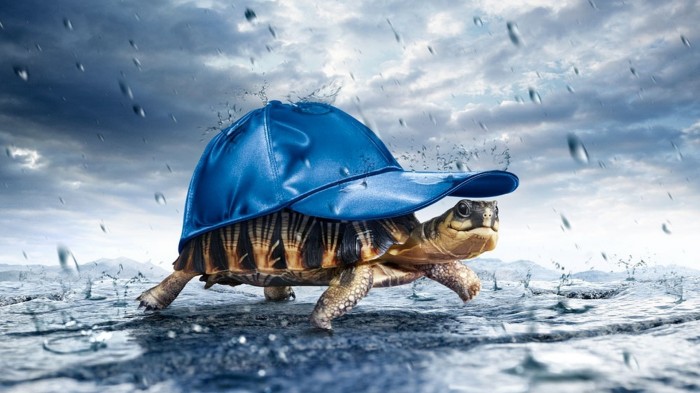 Happiness is a turtle with a hat.jpg