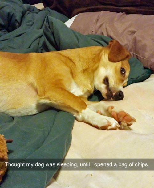 Dogs and chip bags MyConfinedSpace
