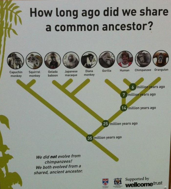 Common Ancestors.jpg