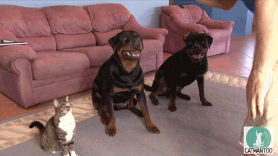 Well Trained Dogs and Cats.gif