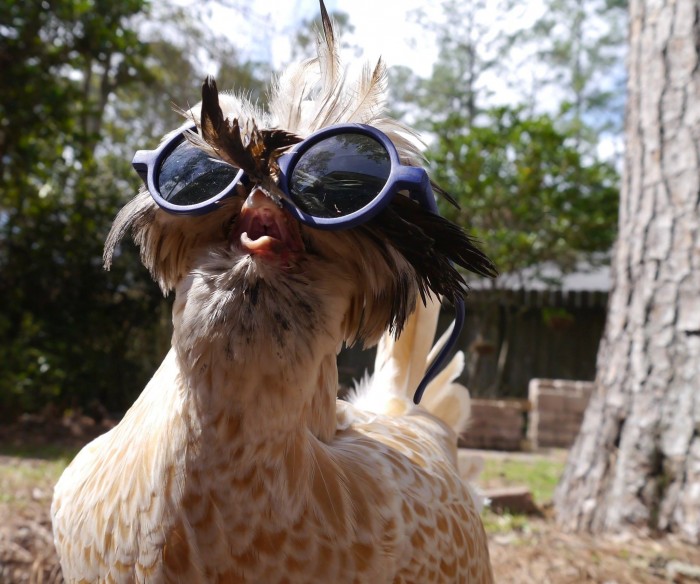 Chicken with sunglasses.jpg