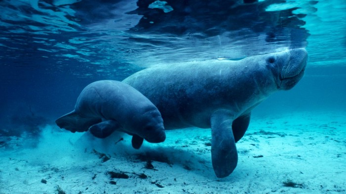 West Indian manatees in the Crystal River, Florida by Daniel J. CoxCorbis.jpg
