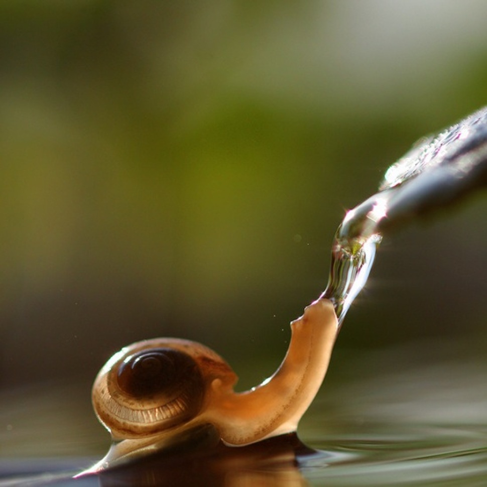 a snail drinking water MyConfinedSpace MyConfinedSpace
