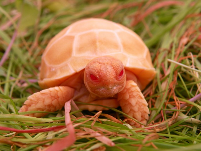 Albino Sulcata Tortoise.jpg