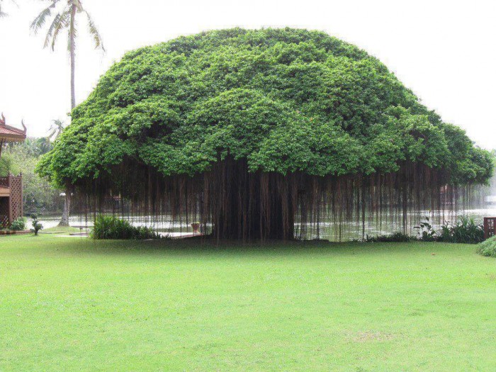 Banyan Tree.jpg