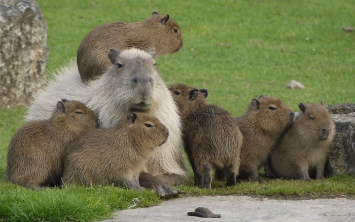 Capybara Family.jpg