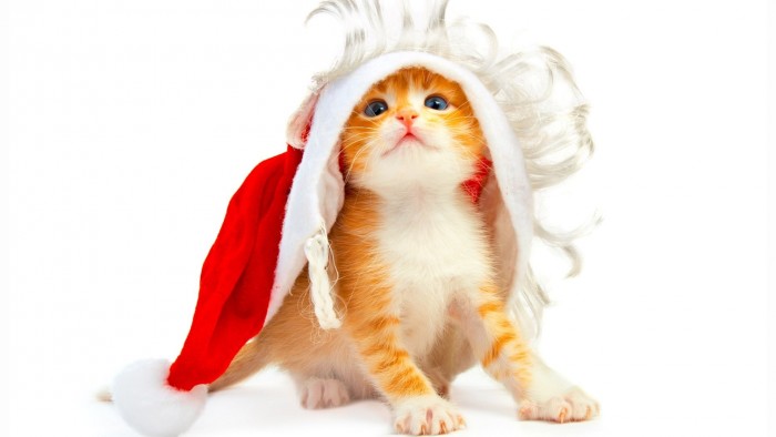 Christmas Cat.jpg
