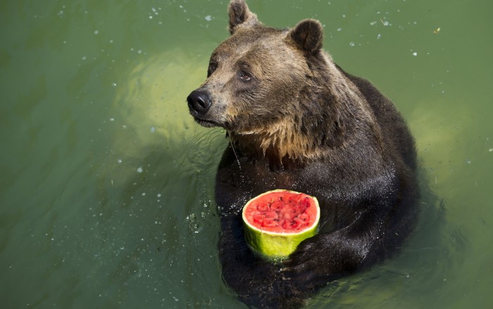 Fruit Bear.jpg