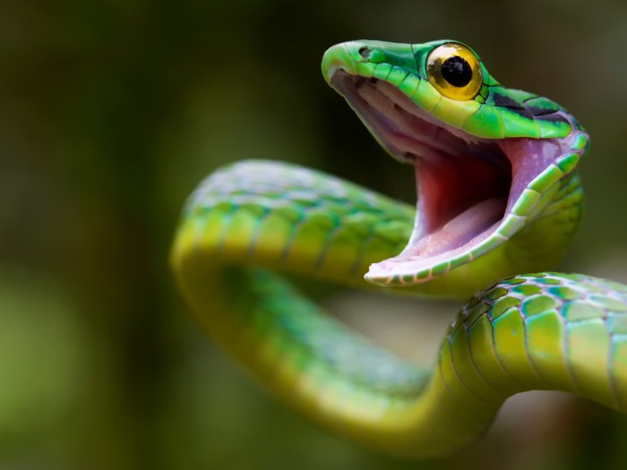 Happy Snake.jpg