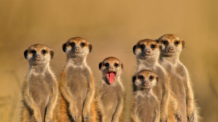 Meerkat Family.jpg