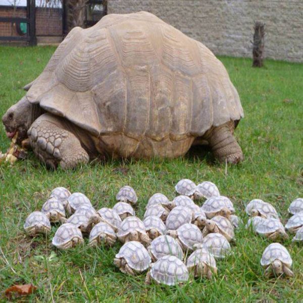 baby turtles.jpg