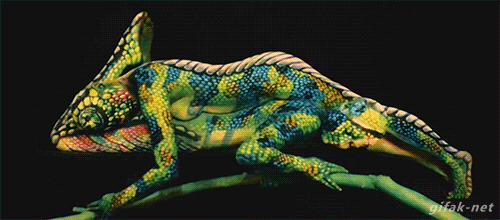 chameleon art.gif