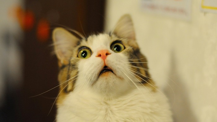 shocked cat.jpg
