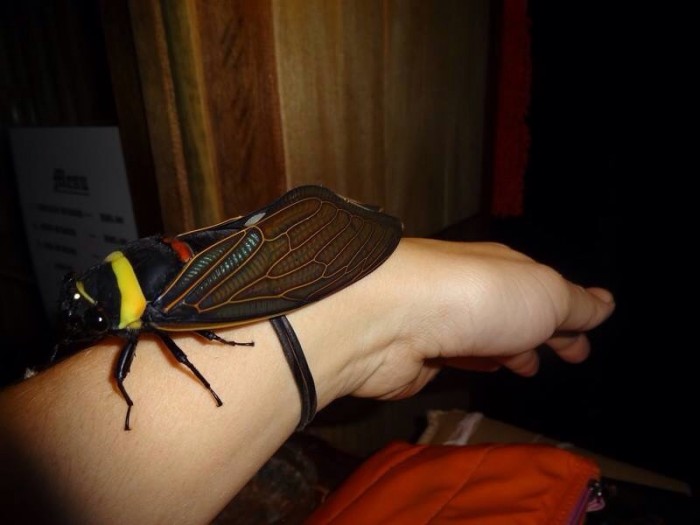 A Malaysian cicada..jpg