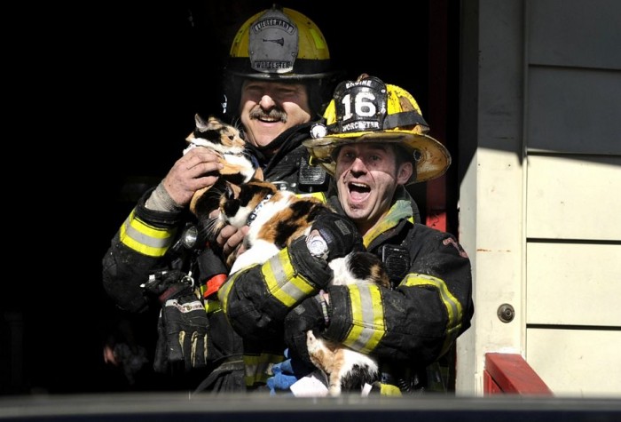Cat Fire Rescue.jpg