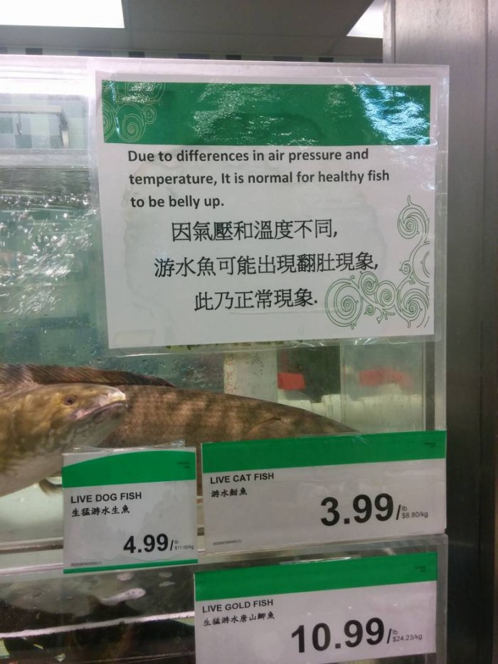 Healthy Fish.jpg