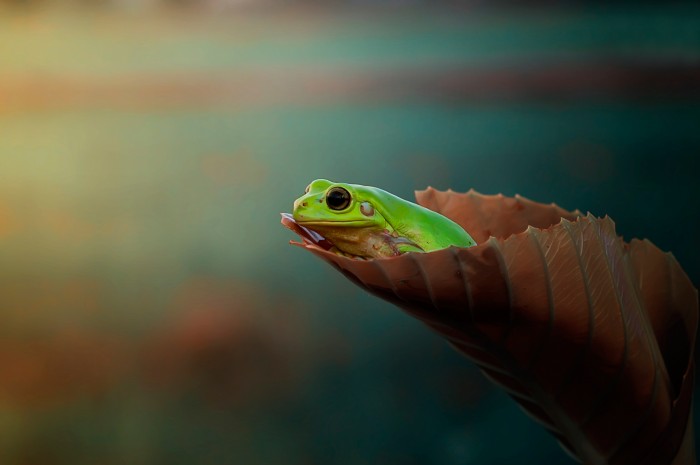 Leaf frog.jpg