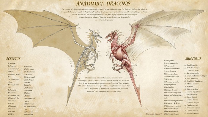 Anatomica Draconis.jpg