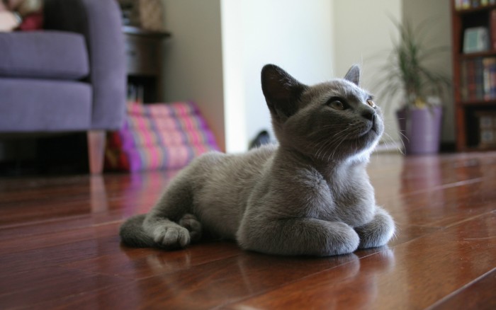 Grey Cat.jpg