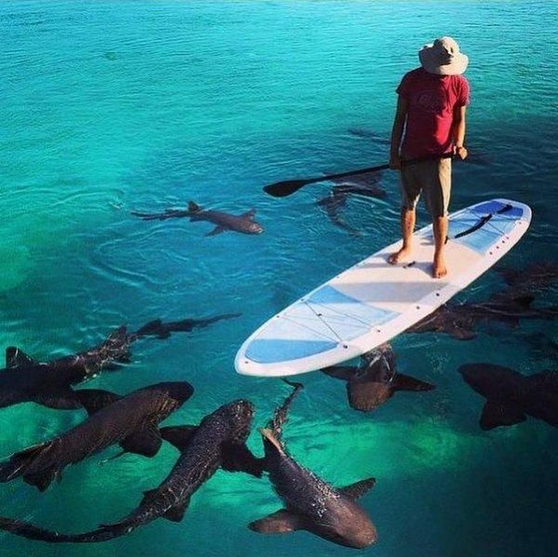 Shark paddle board MyConfinedSpace