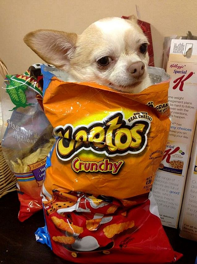 Crunchy Dog.jpg