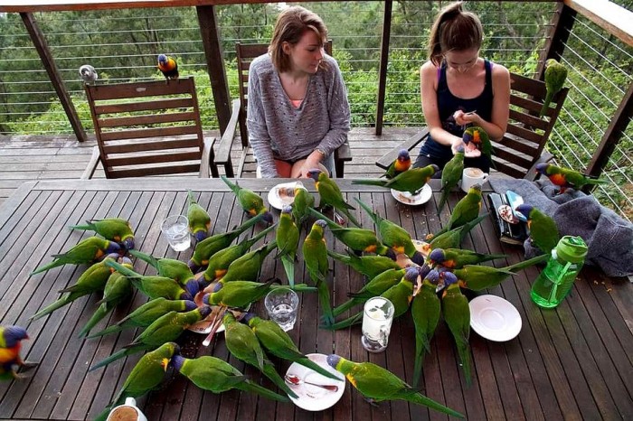 Parrot Dinner.jpg