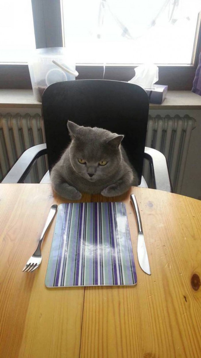 angry dinner cat.jpg