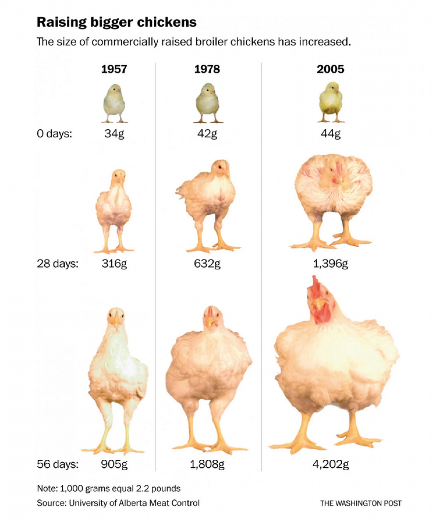 raising bigger chickens - MyConfinedSpace