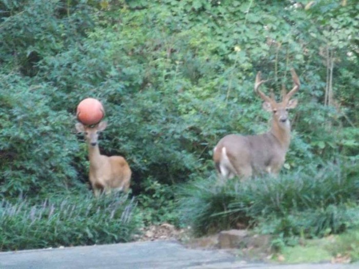 sports deer.jpg