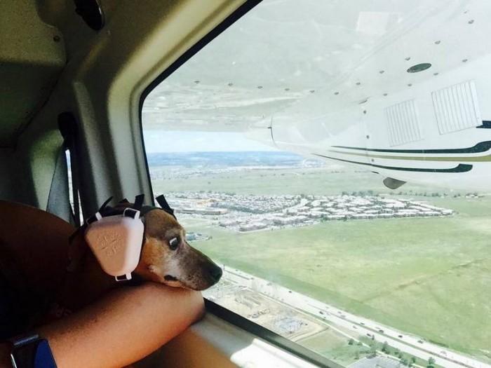 Flying Dog.jpg