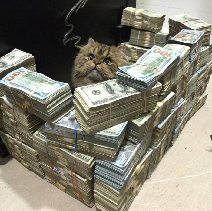 Money Fort for a cat.jpg