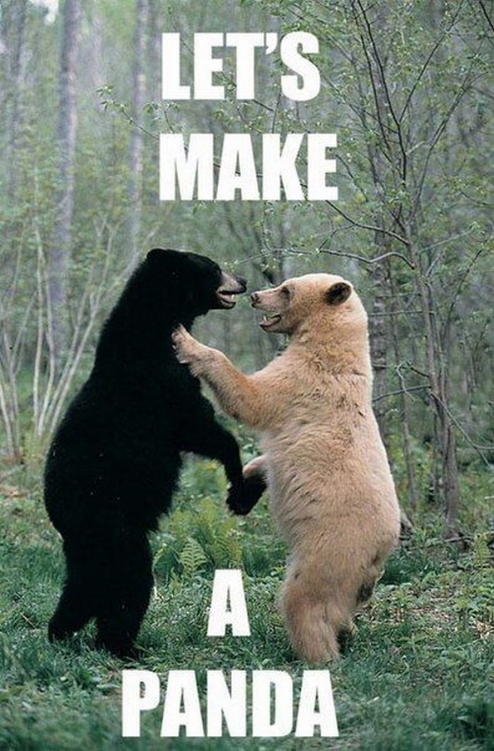 let's make a panda.jpg
