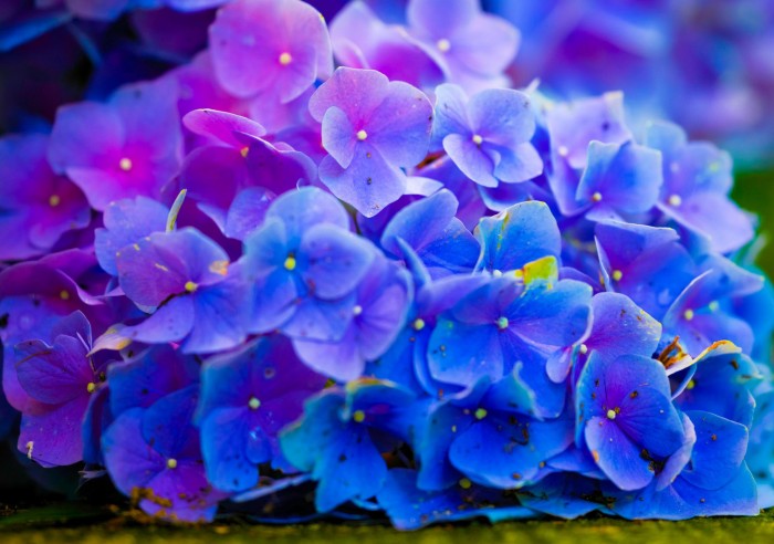 Flowers of color.jpg