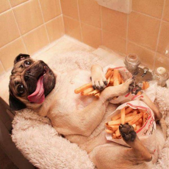 Happy Pug.jpg