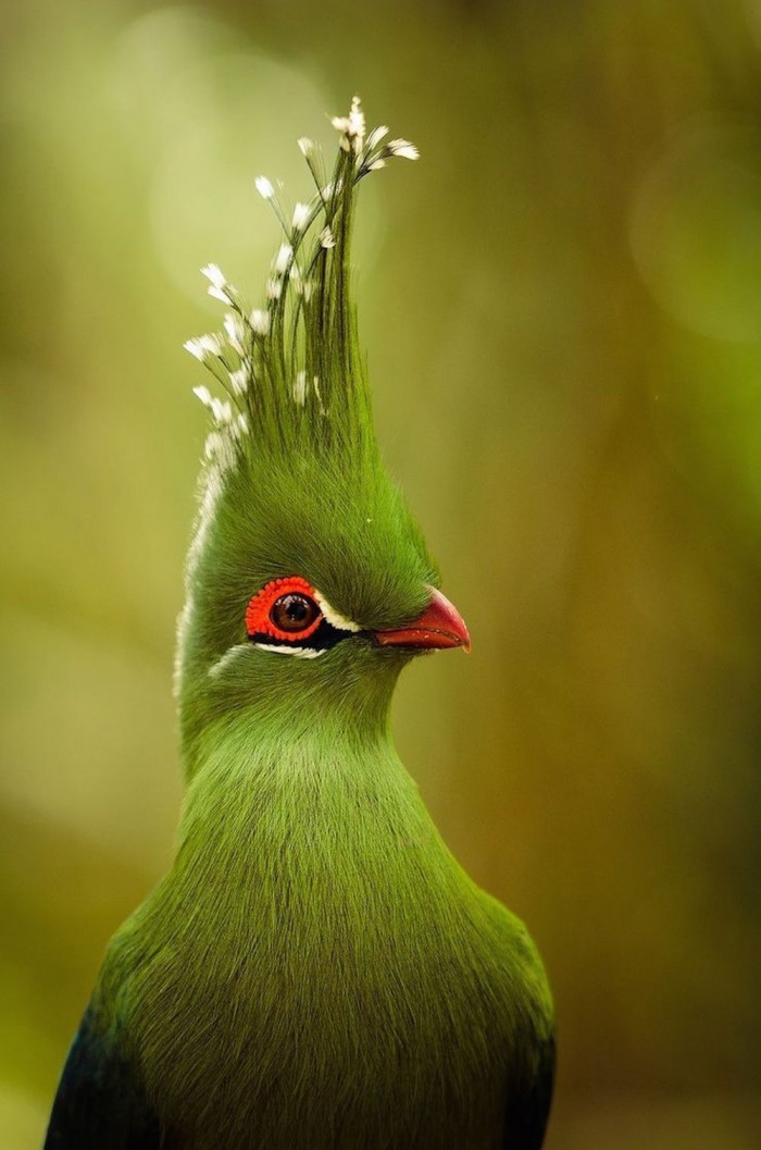 an awesomely green bird.jpg