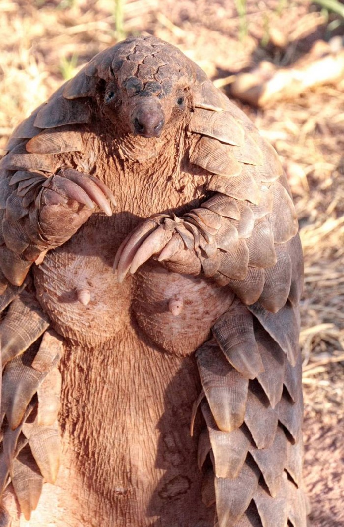 armadillo nipples.jpg