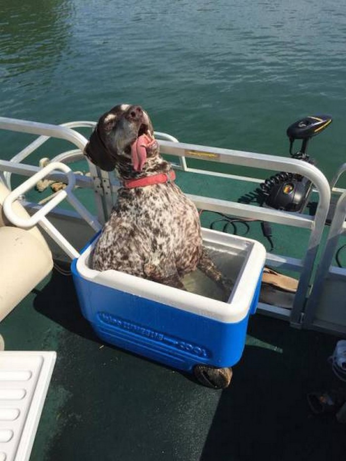 cooler cooled boat dog.jpg