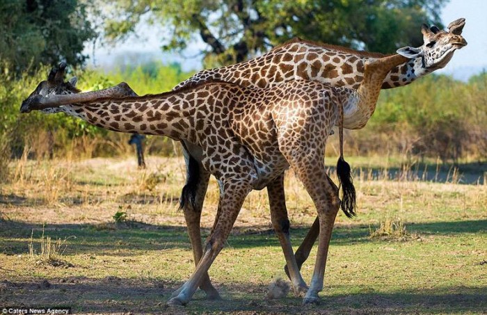 giraffee twister.jpg