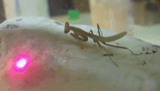 mantis vs laser.gif