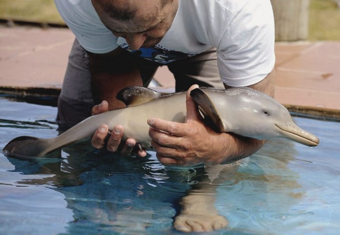 Baby Dolphin.jpg