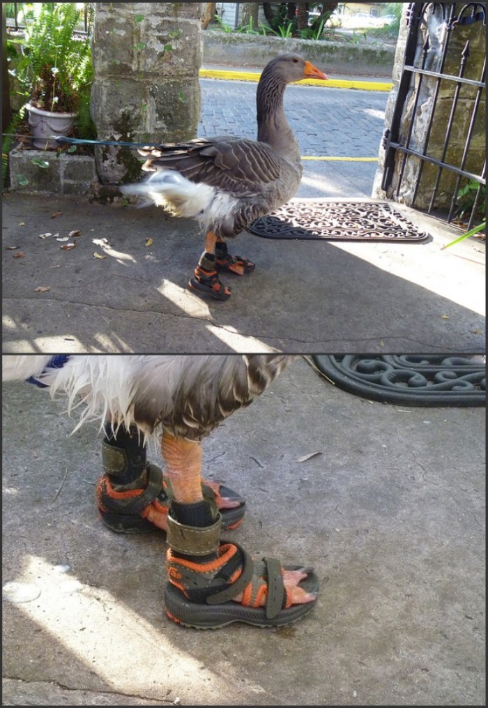 Duck Shoes.jpg