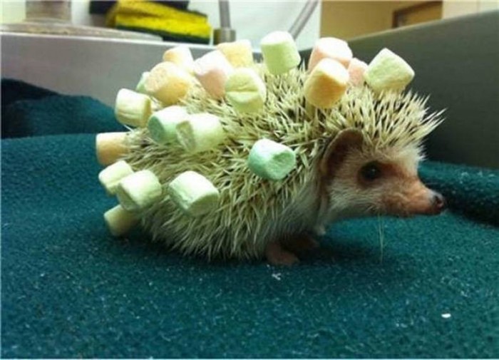 candy delivery.jpg