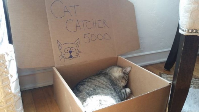 cat catcher 5000.jpg