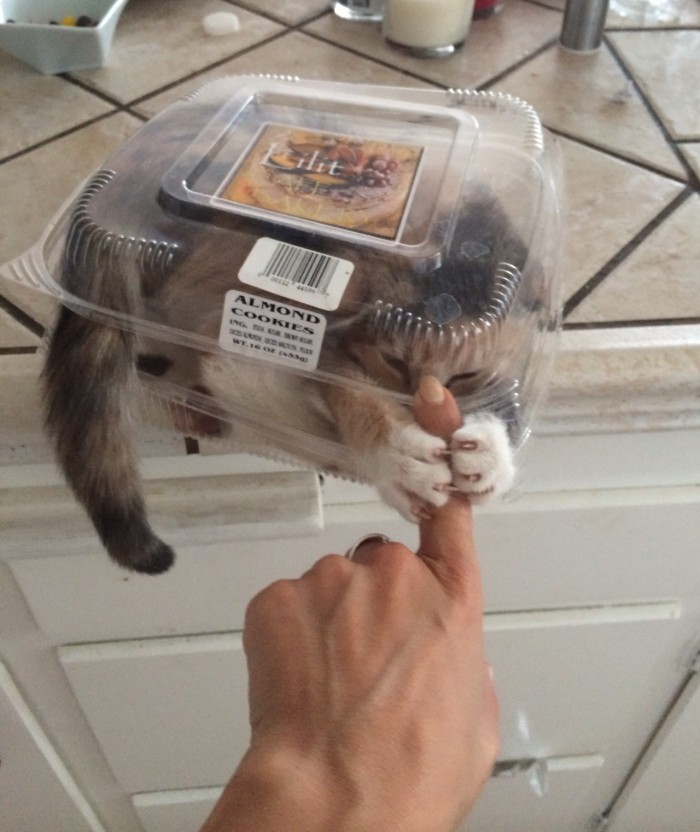 Almond Cookies with claws.jpg